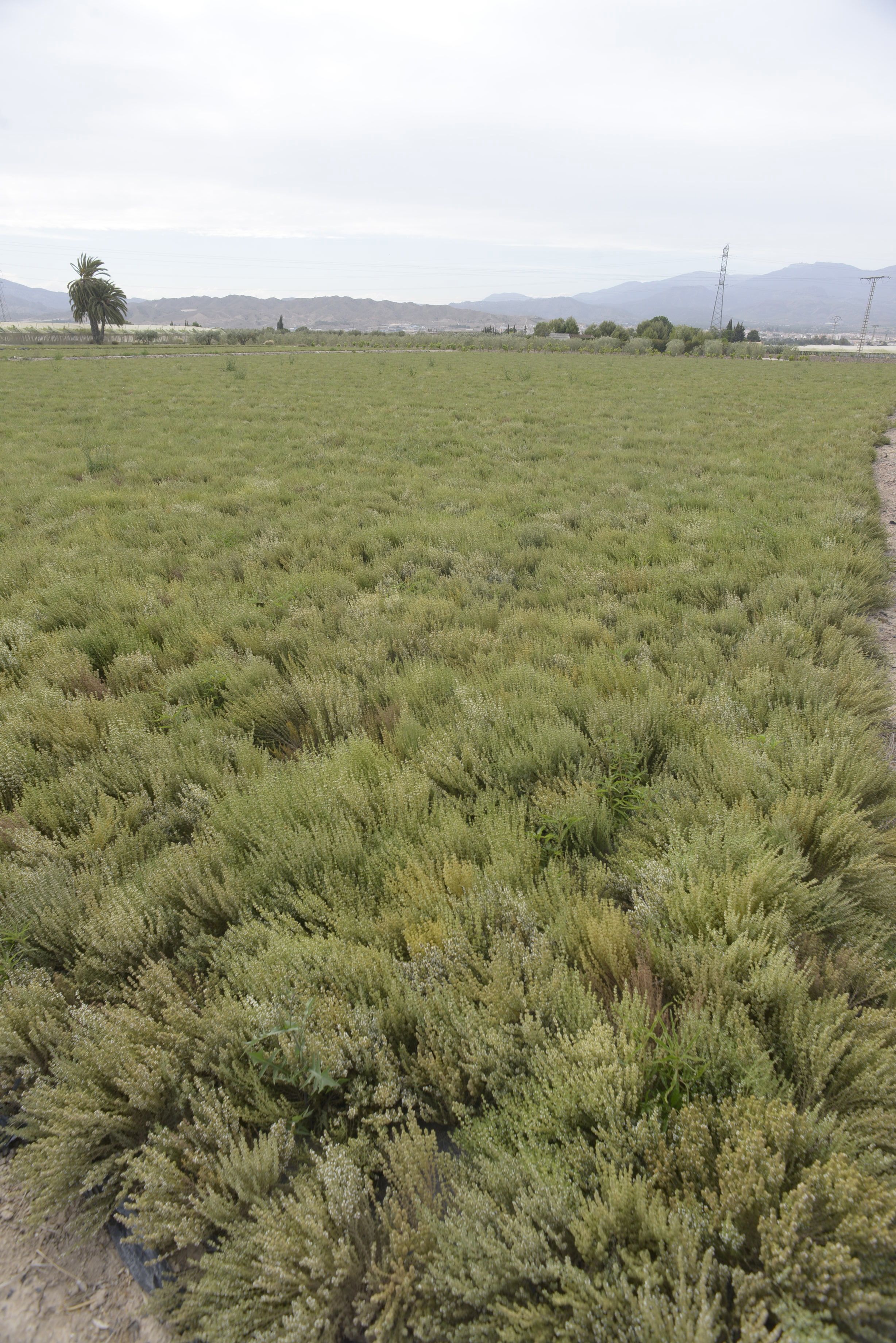 Field of thyme grown for its essential oil. Equinox