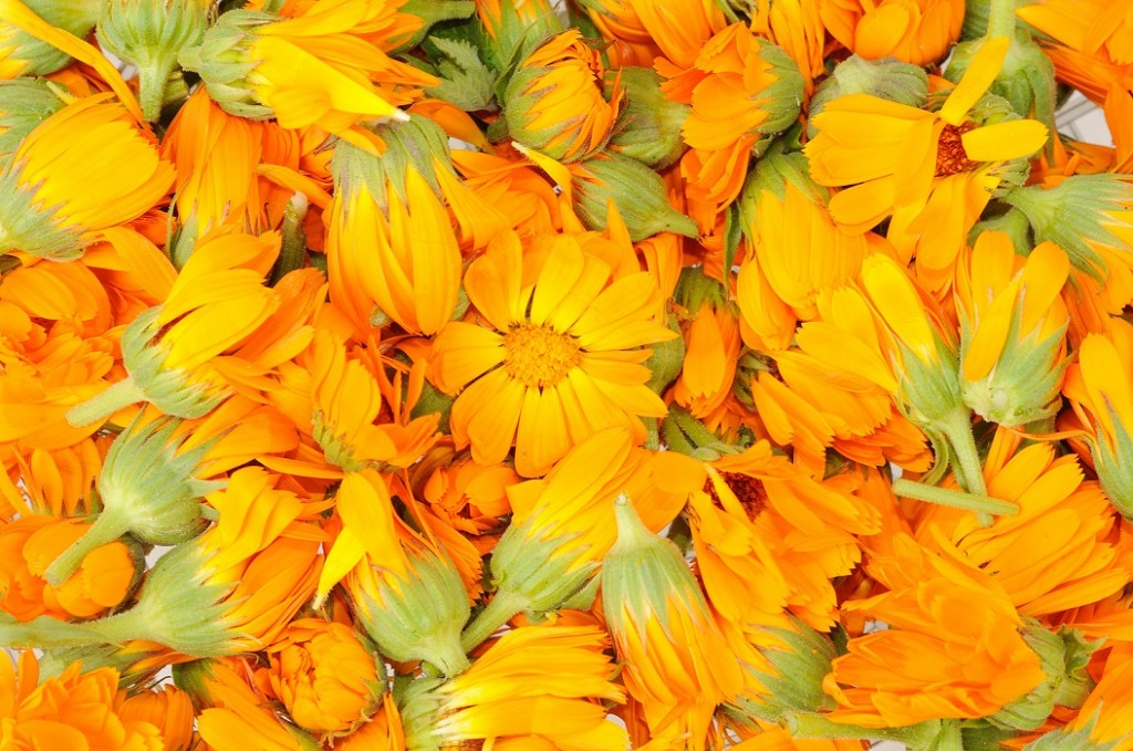 Calendula