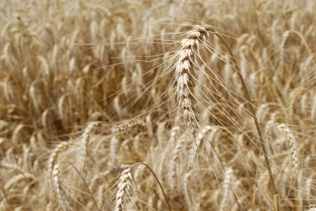 Wheatgerm