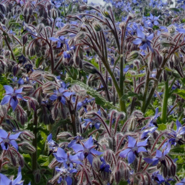 Borage Seed oil | Vegetable Oils and Infusions