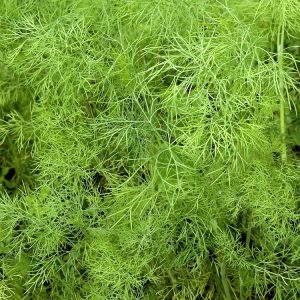 Dill Weed oil East Europe | Essential Oils and Resinoids