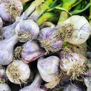 Garlic | Vegetable Oils and Infusions | Equinox Aromas