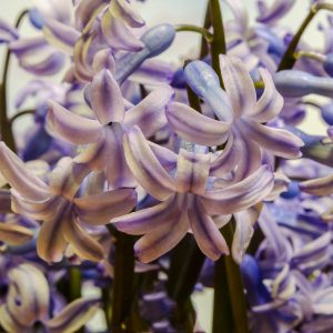 Hyacinth Absolute | Perfumery Chemicals and Ingredients | Equinox Aromas