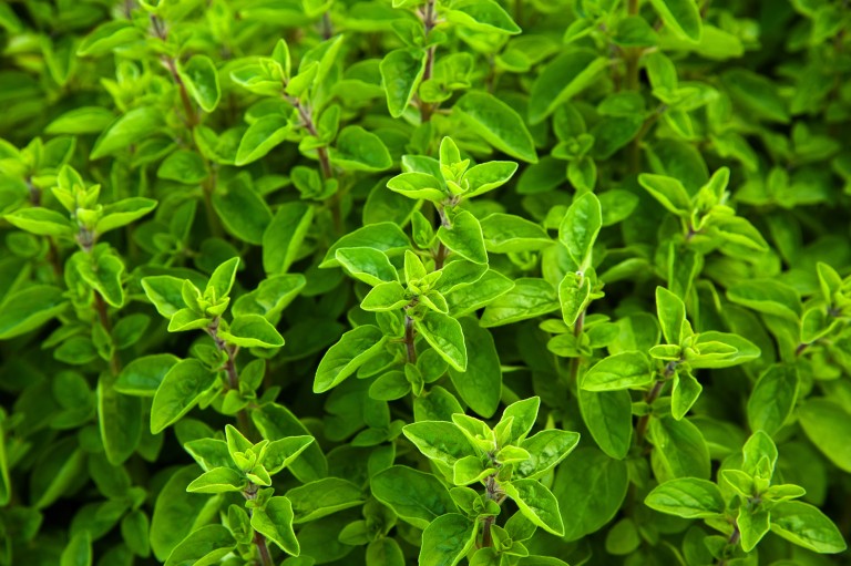 Marjoram