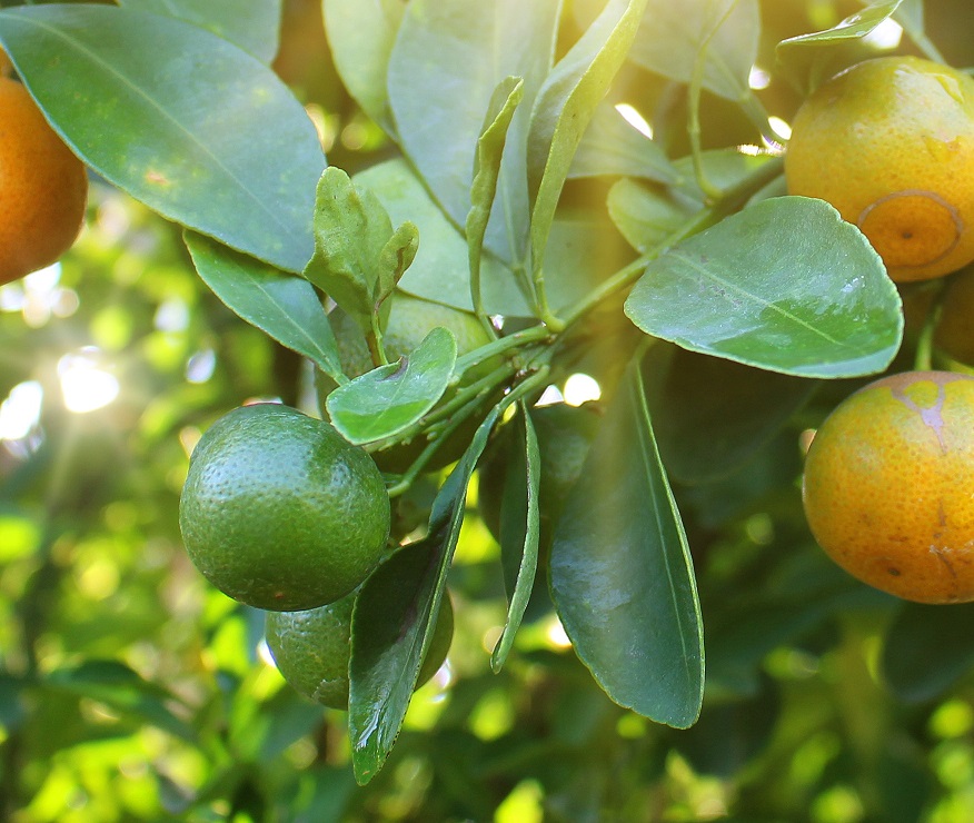 Orange Oil Bitter Ivory Coast Essential Oils