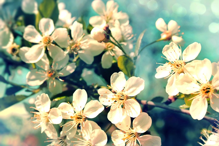 OrangeFlowerAbs_84936124