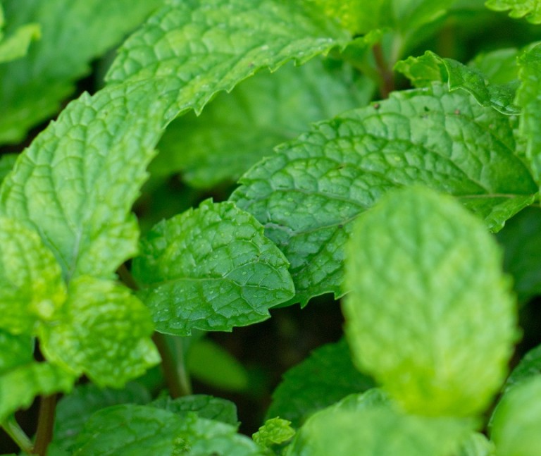 Peppermint