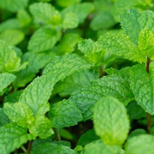 Peppermint Oil USA Mid West | Essential Oil Company | Equinox Aromas
