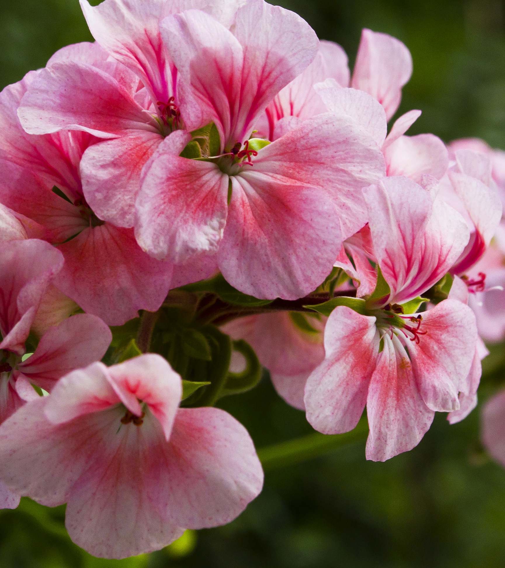 Rose Geranium Oil Natural Perfumery Chemicals