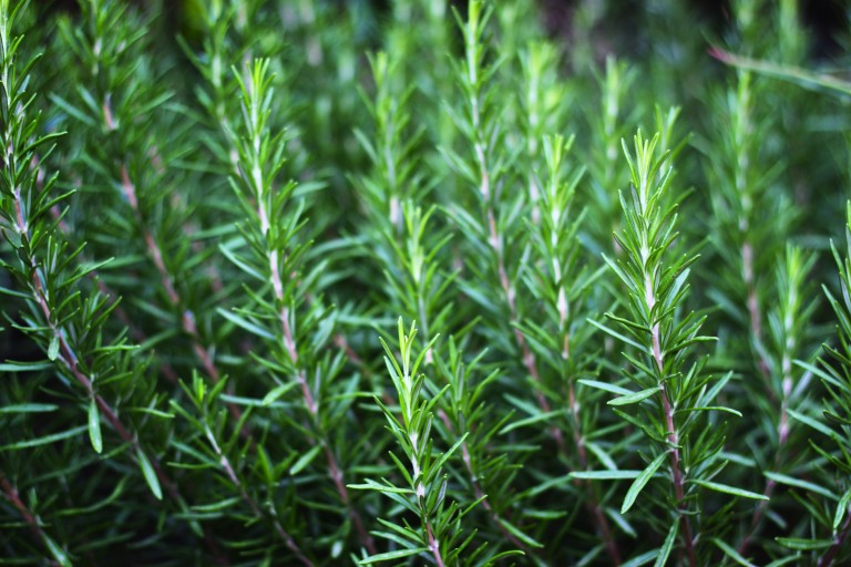 Rosemary