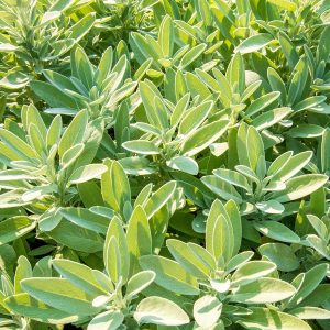Sage Oil Spanish | Natural Oil and Flavour Chemical Suppliers | Equinox Aromas