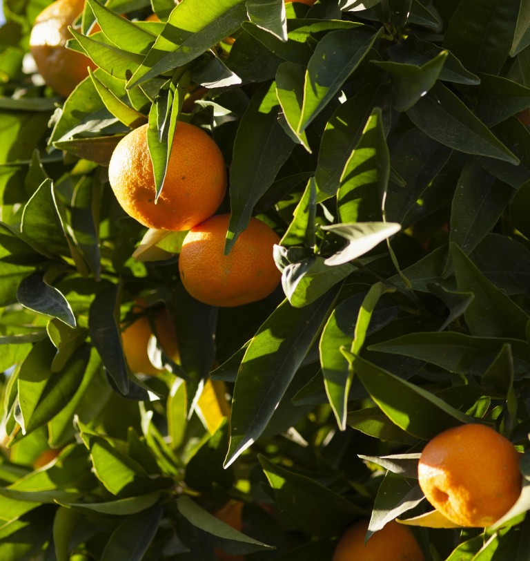 Tangerine