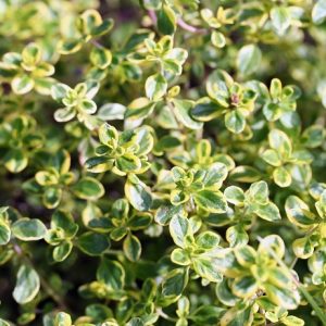 Thyme Oil White Spain | Flavour Chemicals Online | Equinox Aromas