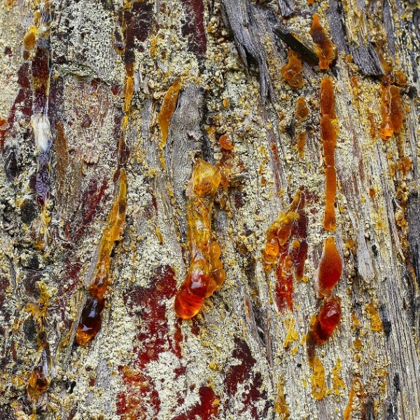 Turpentine