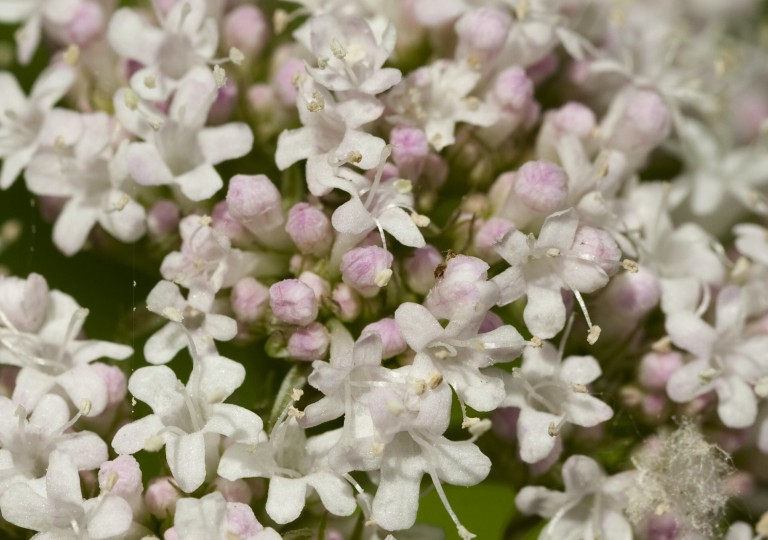 Valerian