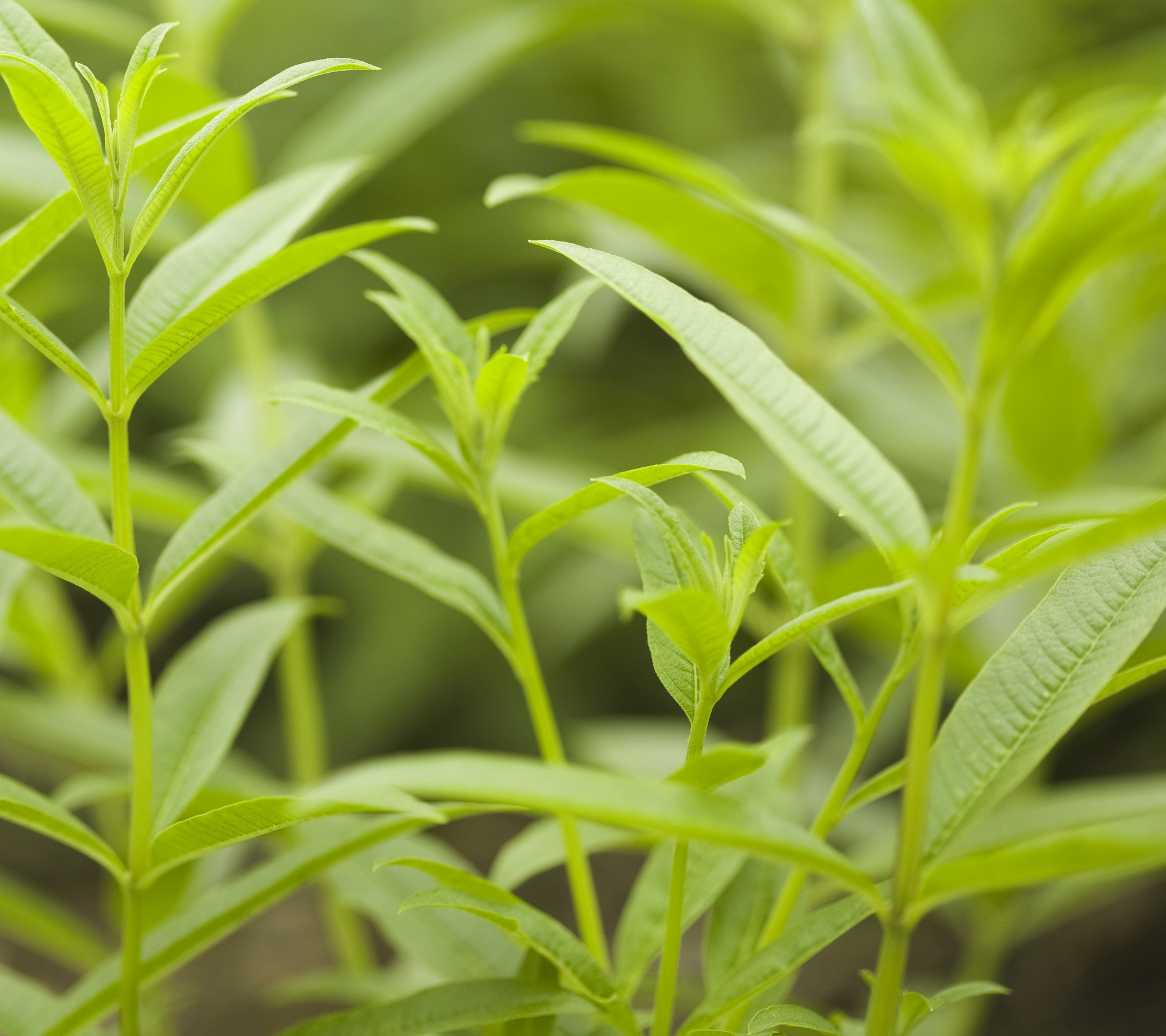 Verbena Oil Spain Aromatherapy Oils