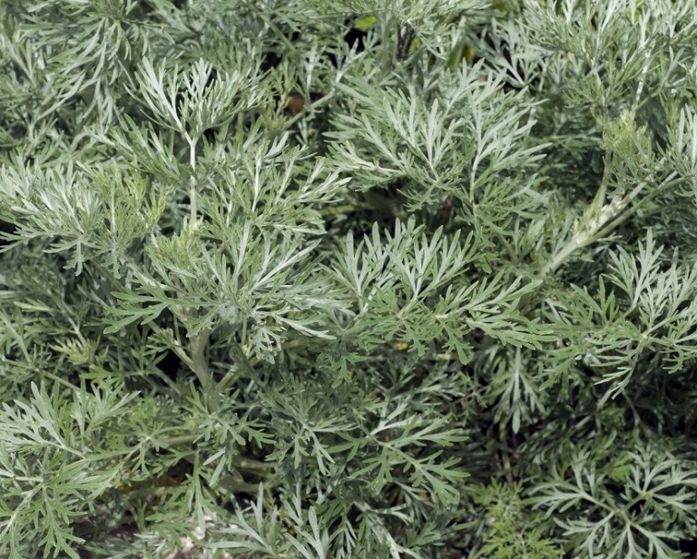 Wormwood