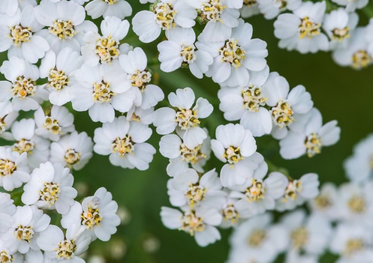 Yarrow