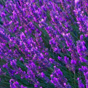 Lavender Oil French | Essential Oil Supplier | Equinox Aromas