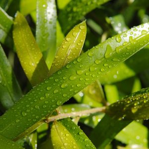 Eucalyptus oil Citridora | Essential Oils and Resinoids