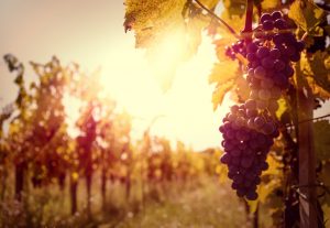 Grapevine