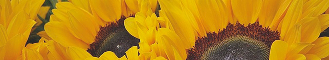 Sun Flowers | Essential Oils Supplier | Equinox Aromas