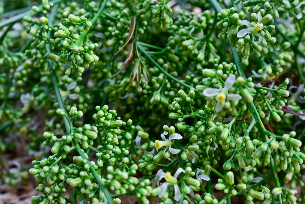 Neem