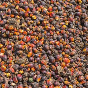Palm Oil Refined Sustainable | Vegetable Oils | Equinox Aromas