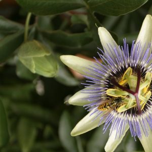 Passionflower Oil | Natural Vegetable Oil Company | Equinox Aromas
