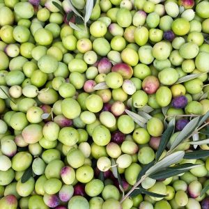 Olive Pomace Oil | Infusions and Vegetable Oils | Equinox Aromas