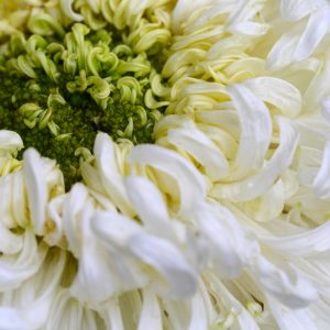 Chrysanthemum Concrete | Essential Oil Supplier | Equinox Aromas