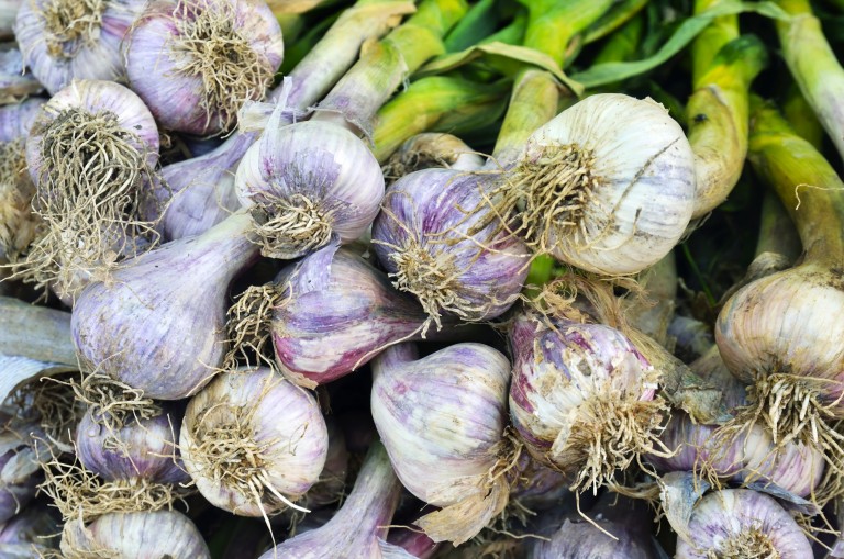 Garlic