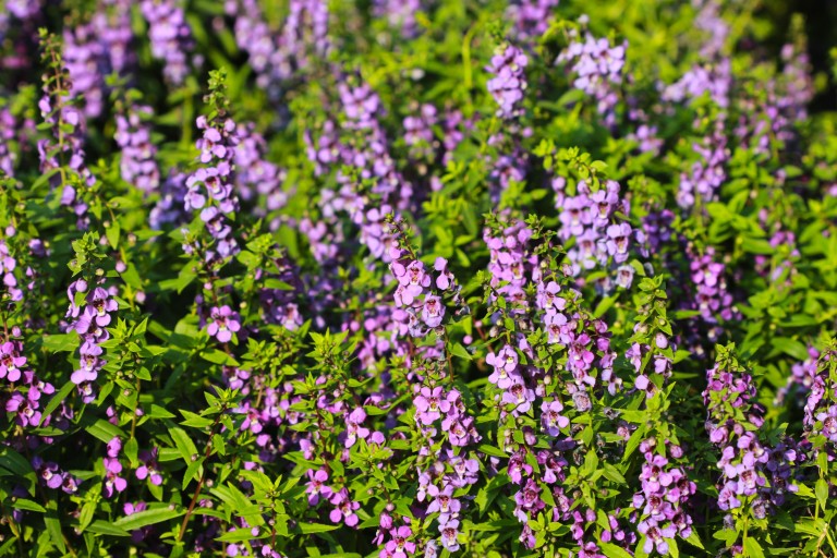 Hyssop