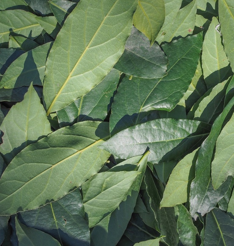 LaurelLeaf