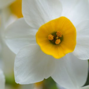 Narcissus Absolute | Oil for Natural Cosmetics | Equinox Aromas