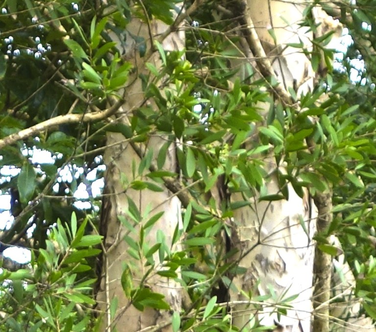 Niaouli