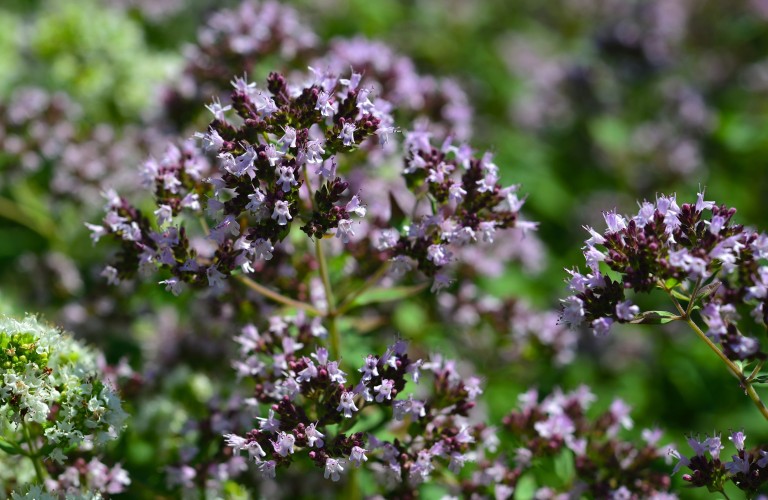 Oregano