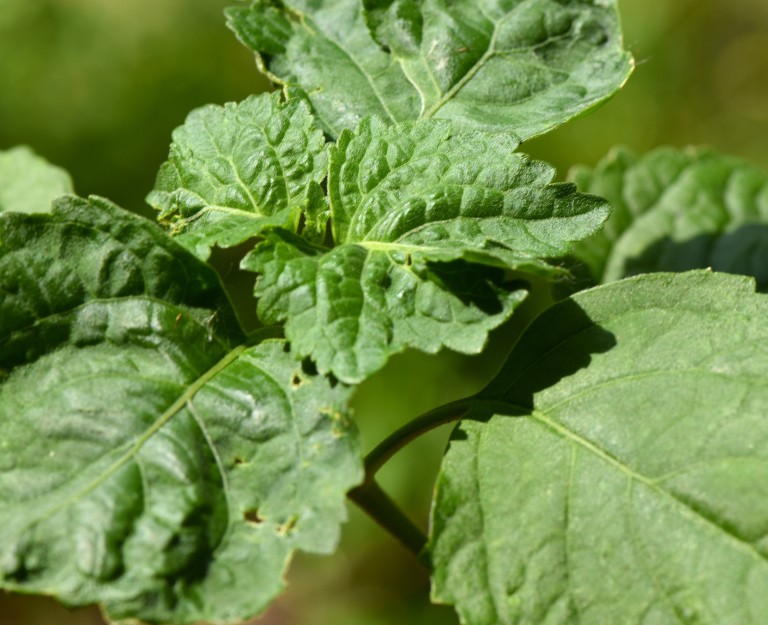 Patchouli