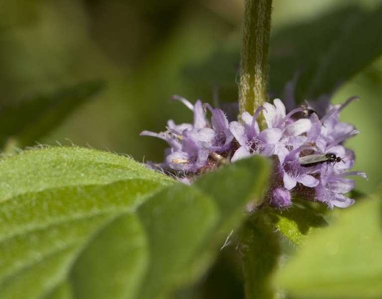 Pennyroyal