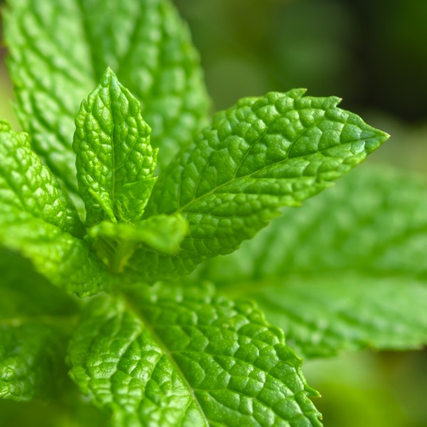 Spearmint