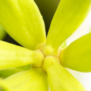 Ylang Ylang Absolute | Perfumery Chemicals | Equinox Aromas