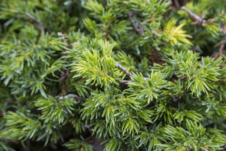juniperneedle